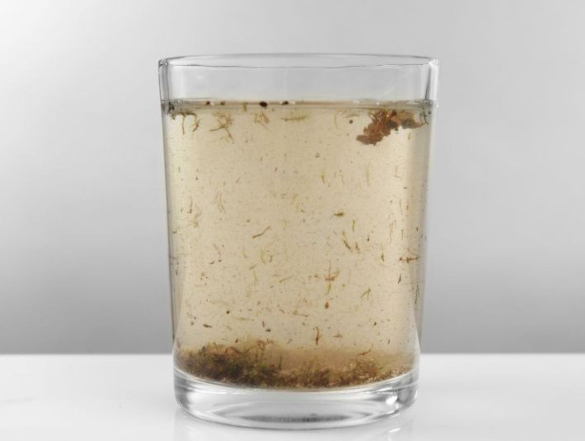 Vi khuẩn E.coli có trong nước có nguy hiểm không?